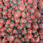 Very Berry Brainies
